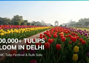 Delhi Tulip Festival 2026